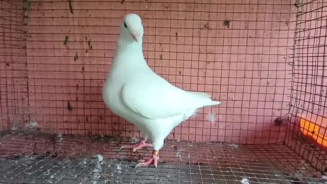 Homer Pigeon at a farm in Thrissur, Kerala