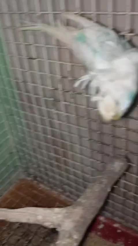 Dachshund Puppy at a farm in Ahmedabad, Gujarat