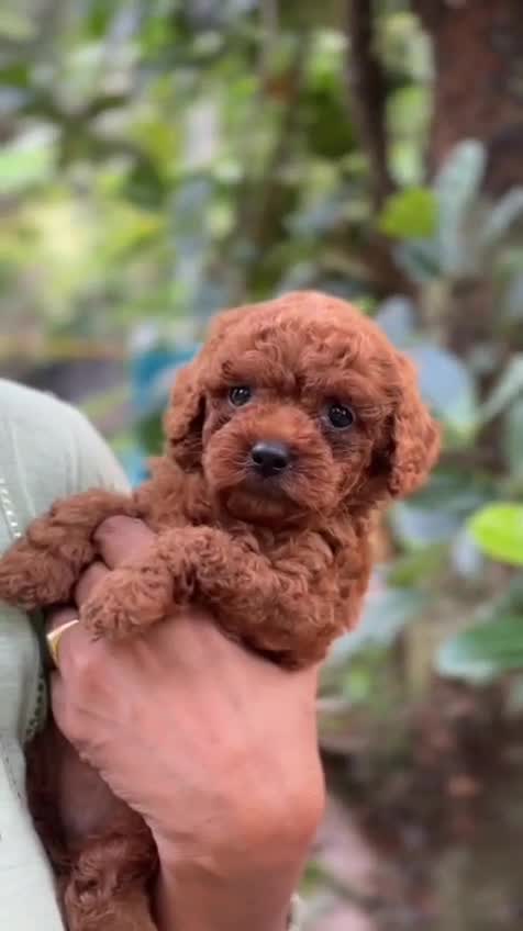 Toy Poodle Puppy at a farm in Kodungallur, Kerala