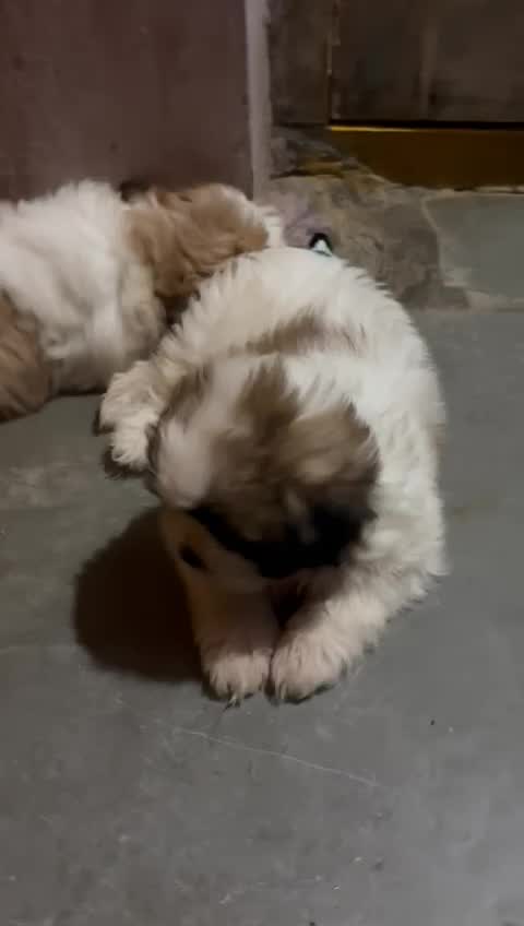 Shih Tzu Puppy Brown & White at a farm in Warangal, Telangana