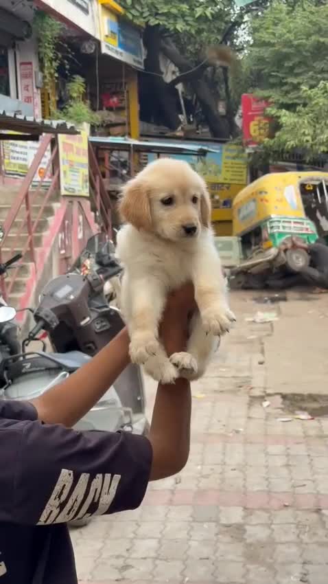 Dachshund Puppy at a farm in Patna, Bihar
