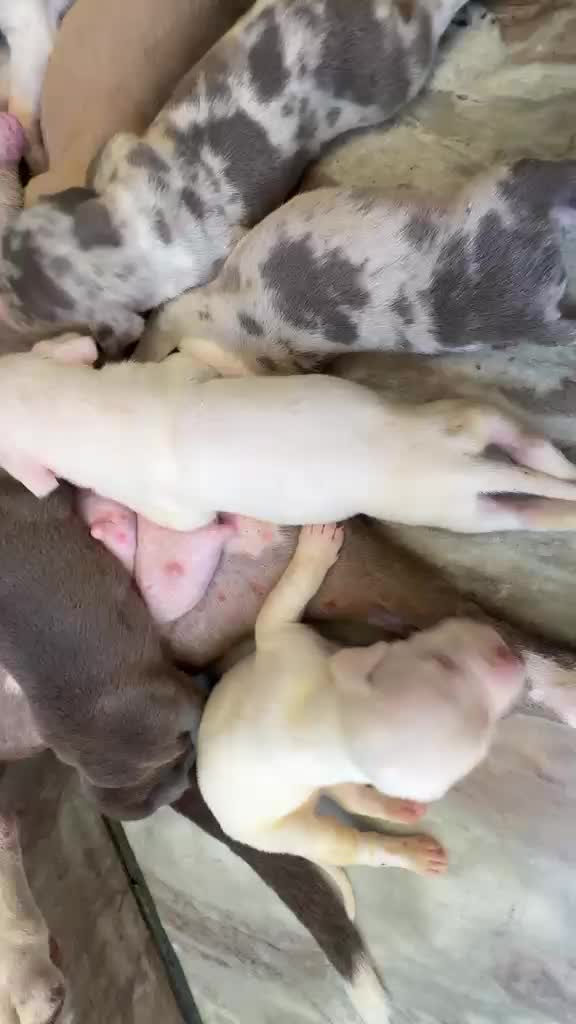 American Bully Standard Size Puppy at a farm in Delhi