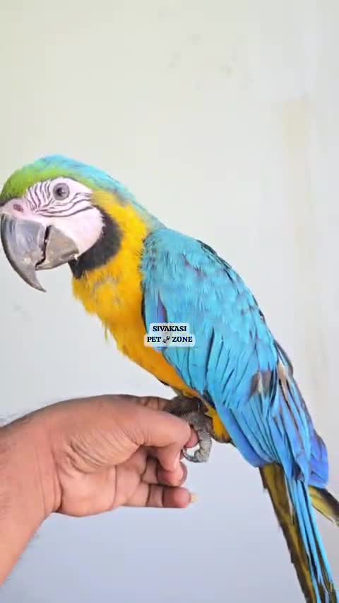Blue & Gold Macaw at a farm in Sivakasi, Tamil Nadu