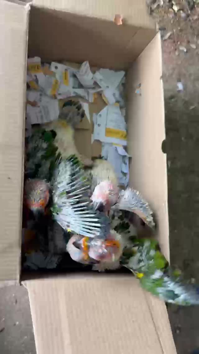 Hyper Red Sun Conure at a farm in Mudhol, Karnataka