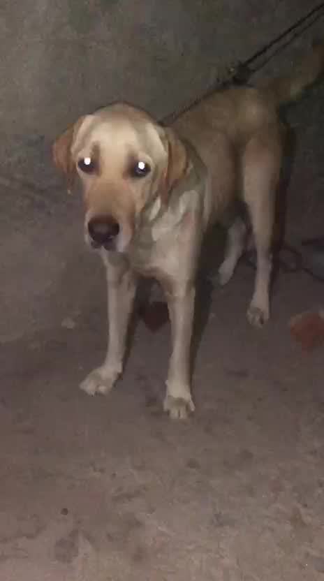 Beagle Black & Tan Puppy at a farm in Sangrur, Punjab