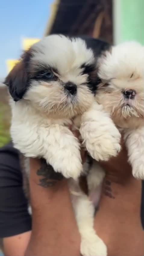 Shih Tzu | Tri Color Puppy at a farm in Karnataka