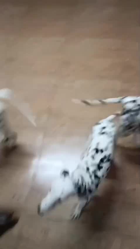Dalmatian Puppy | Brown Dots at a farm in India