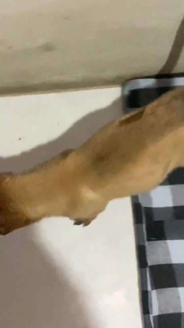 Belgian Malinois Puppy at a farm in Kannauj, Uttar Pradesh