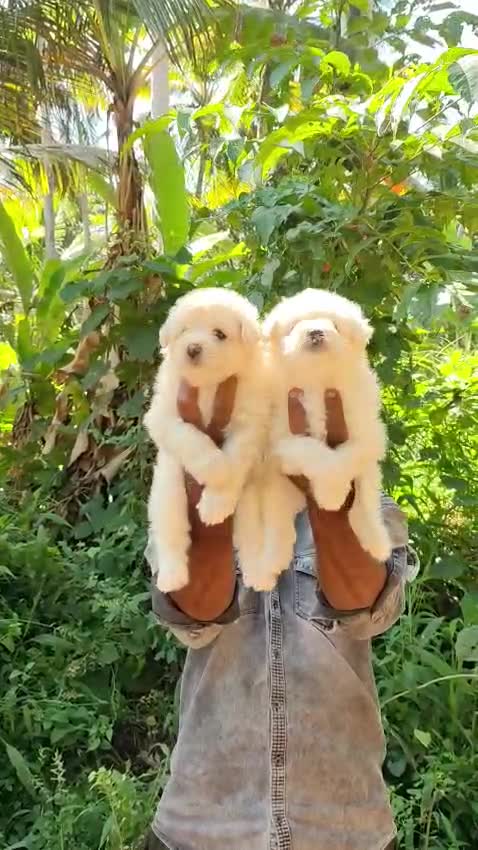 Lhasa Apso Puppies at a farm in Madurai, Tamil Nadu