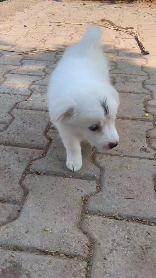 Dachshund Puppy at a farm in Karnataka