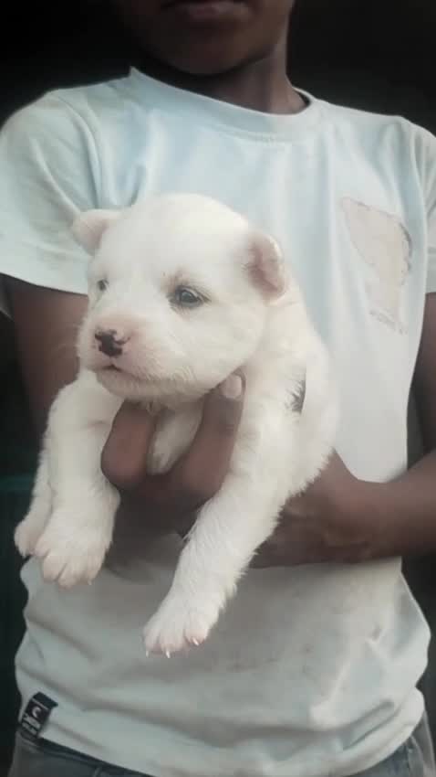 Culture Pom Puppy | Orange Color at a farm in Mansa, Punjab