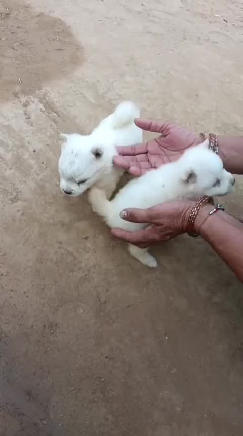Culture Pom Puppy | White Color at a farm in India