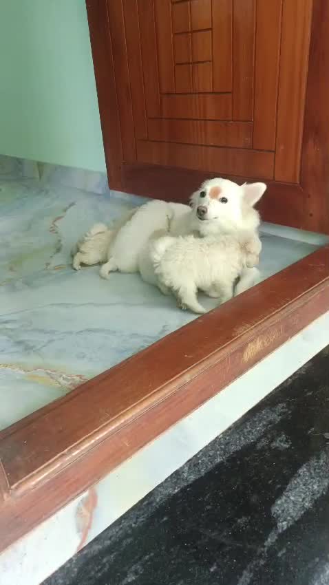 Culture Pom Puppy at a farm in Madurai, Tamil Nadu