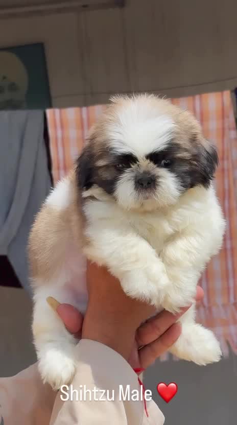Shih Tzu | Tri Color Puppy at a farm in Ambala, Haryana