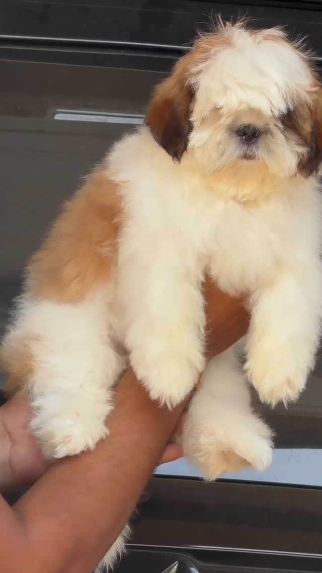 Shih Tzu | Tri Color Puppy at a farm in Ambala, Haryana