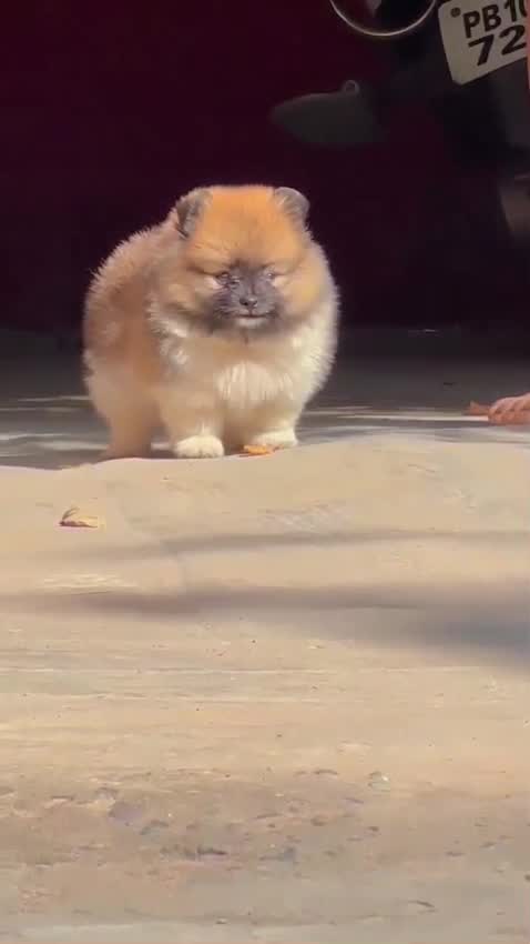 Toy Poodle Puppy at a farm in Ambala, Haryana