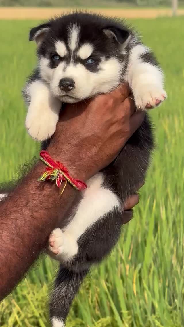 Siberian Husky Puppy | White Color at a farm in Ambala, Haryana