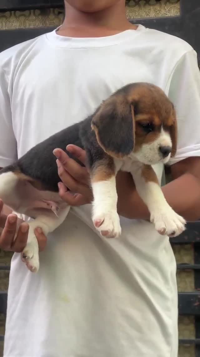 Beagle | Lemon & White | Puppy at a farm in Ambala, Haryana