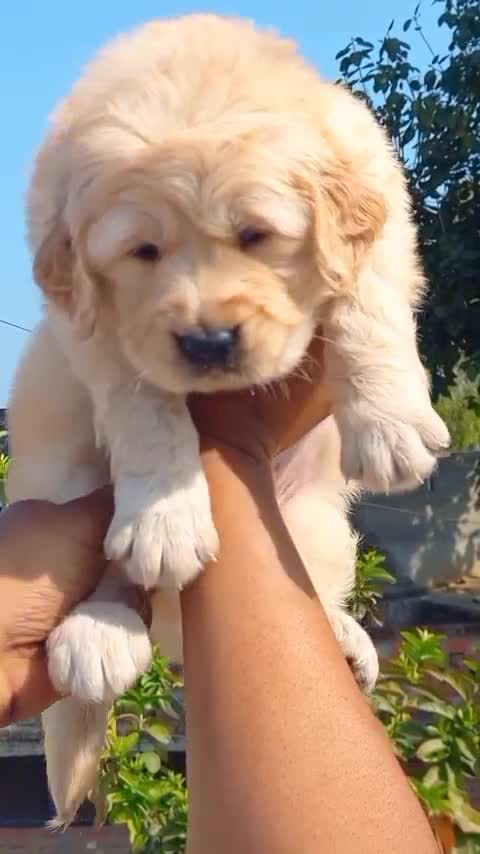 Golden Retriever at a farm in Ambala, Haryana