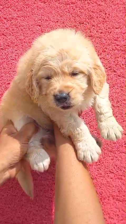 Golden Retriever at a farm in Ambala, Haryana