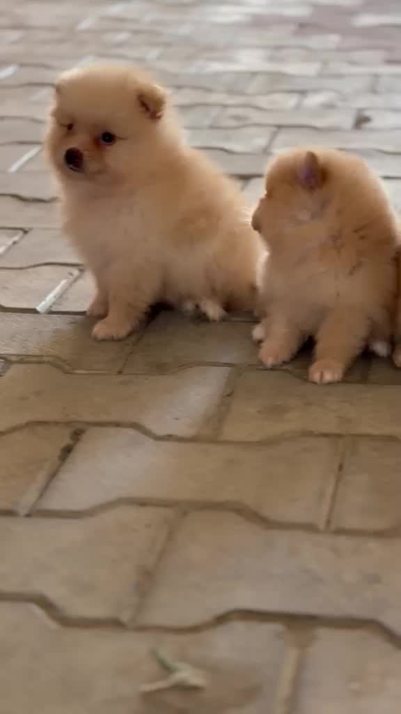 Pomeranian Puppy at a farm in Ambala, Haryana