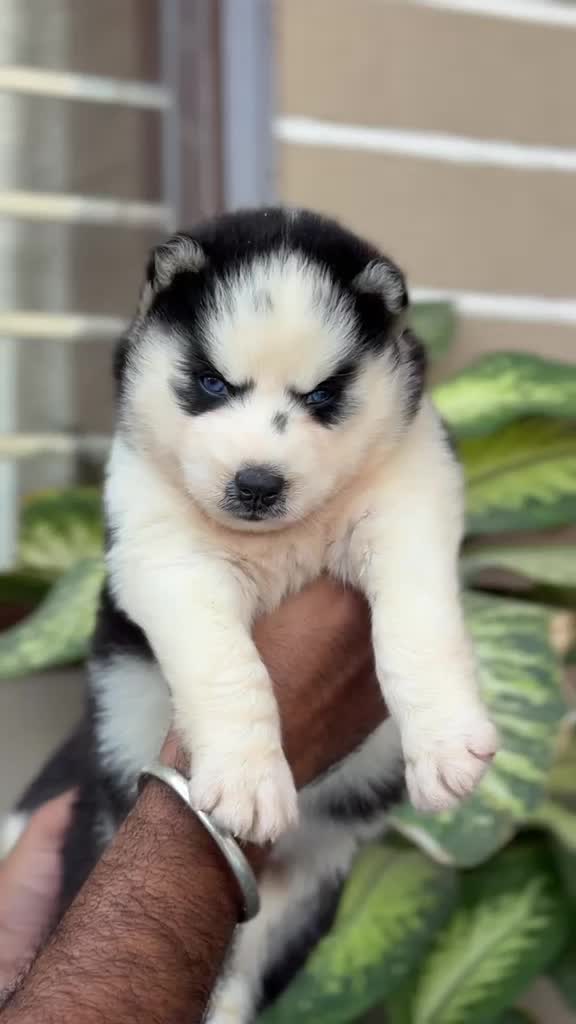 Siberian Husky Puppy | White Color at a farm in Ambala, Haryana