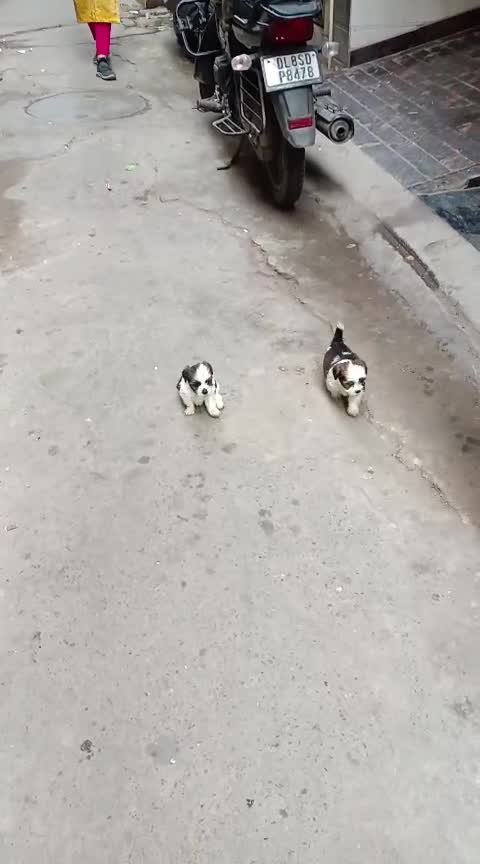 Shih Tzu | Black & White Color at a farm in Puri, Odisha