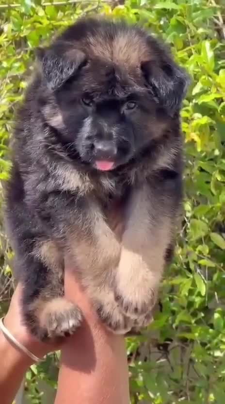 German Shepherd Puppy at a farm in Ambala, Haryana
