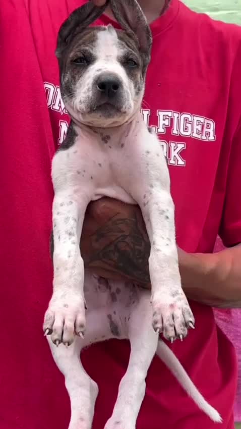 American Bully Standard Size Puppy at a farm in Ambala, Haryana