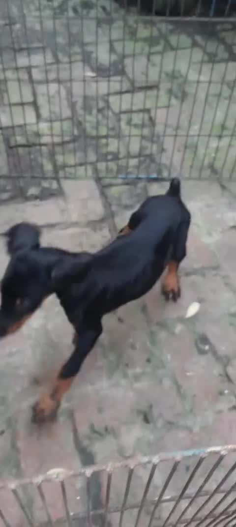 Doberman Pinscher Puppy at a farm in Delhi