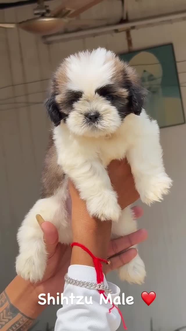 Shih Tzu Puppy Brown & White at a farm in Ambala, Haryana