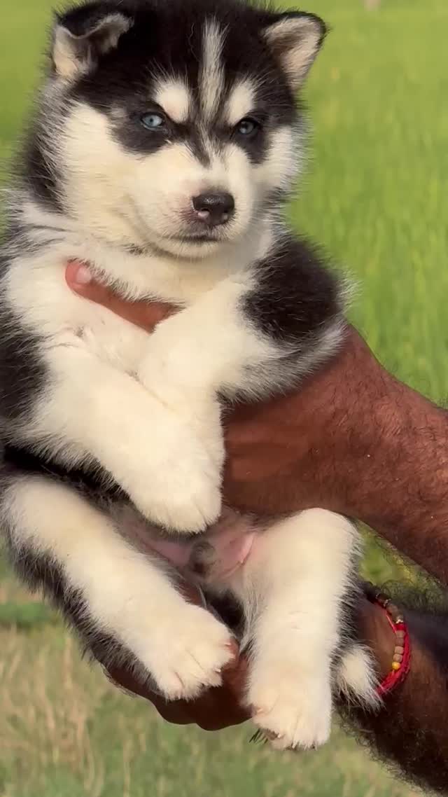 Siberian Husky Puppy | Black & White Color at a farm in Ambala, Haryana