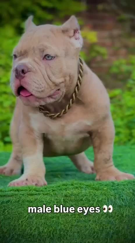 American Bully Standard Size Puppy at a farm in Ambala, Haryana