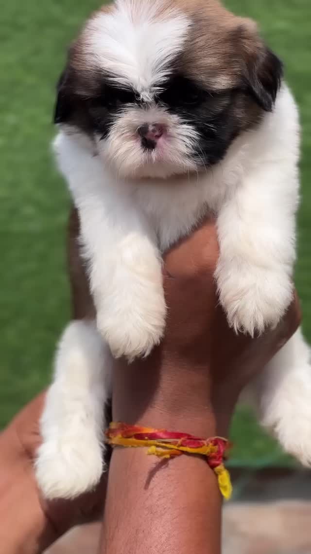 Shih Tzu Puppy Brown & White at a farm in Ambala, Haryana