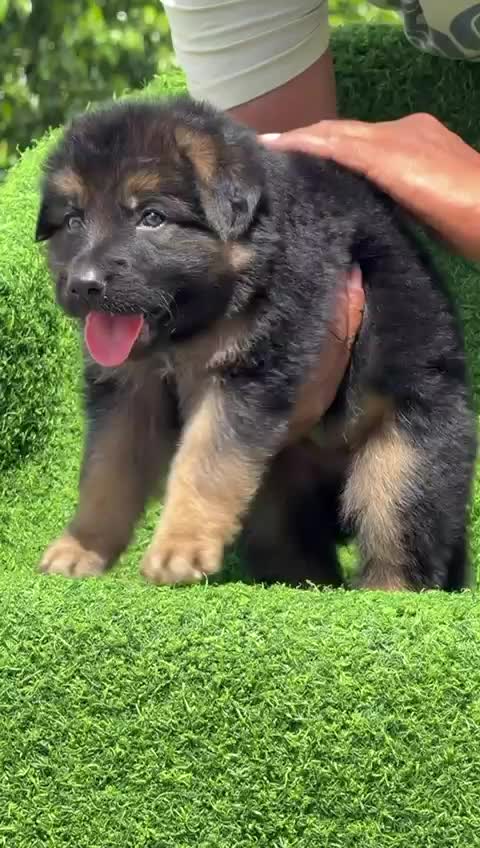 German Shepherd Puppy | Z Black at a farm in Ambala, Haryana