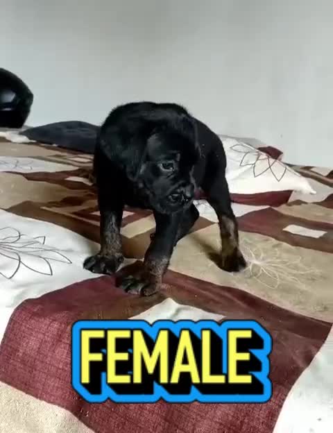Dachshund Puppy at a farm in Ludhiana, Punjab