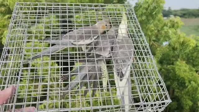 Cockatiel | Lutino at a farm in Kallakurichi, Tamil Nadu