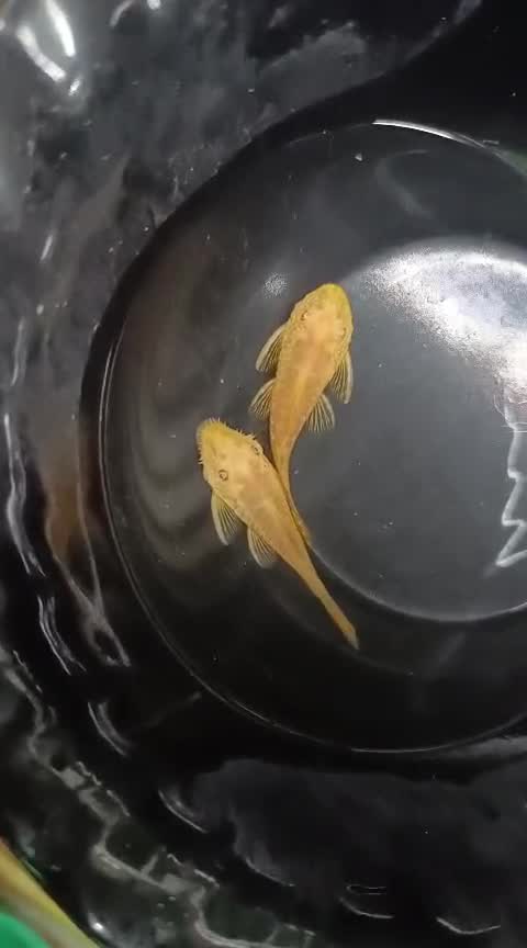 Bristlenose at a farm in Kerala