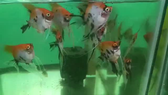 Angelfish, farm video