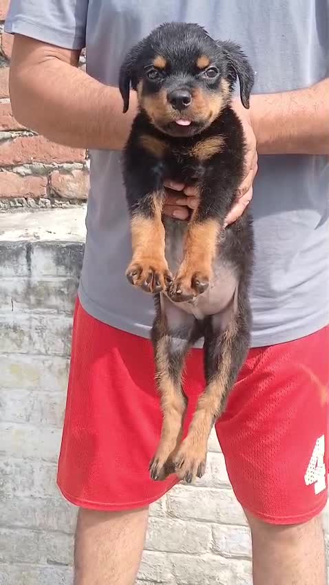 Rottweiler Puppy at a farm in Saharanpur, Uttar Pradesh