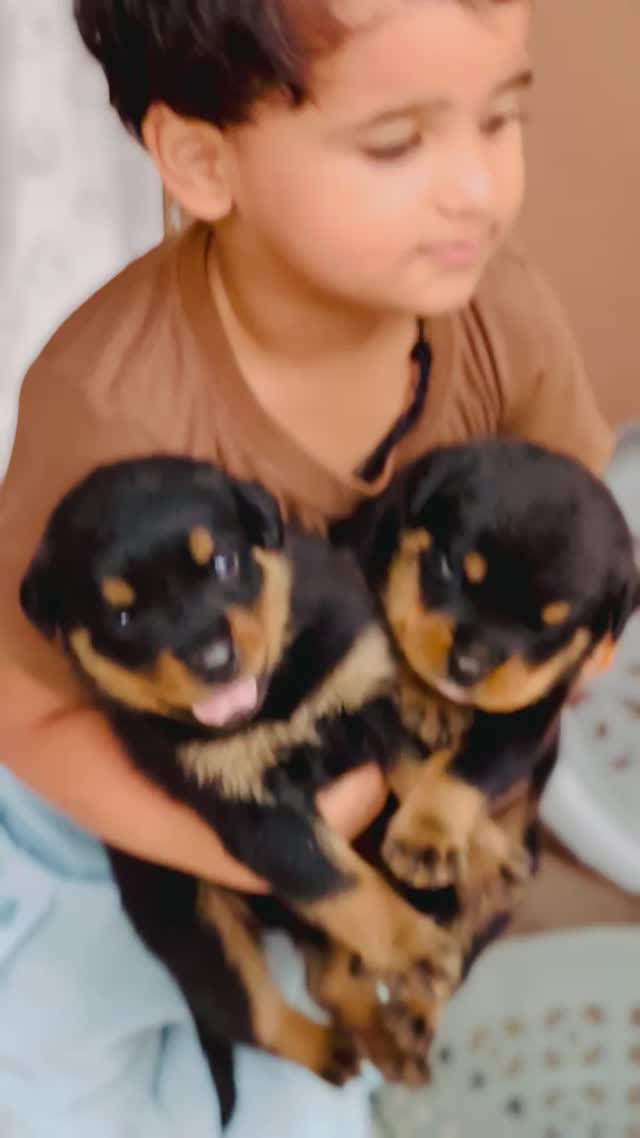 Rottweiler Puppy at a farm in Delhi