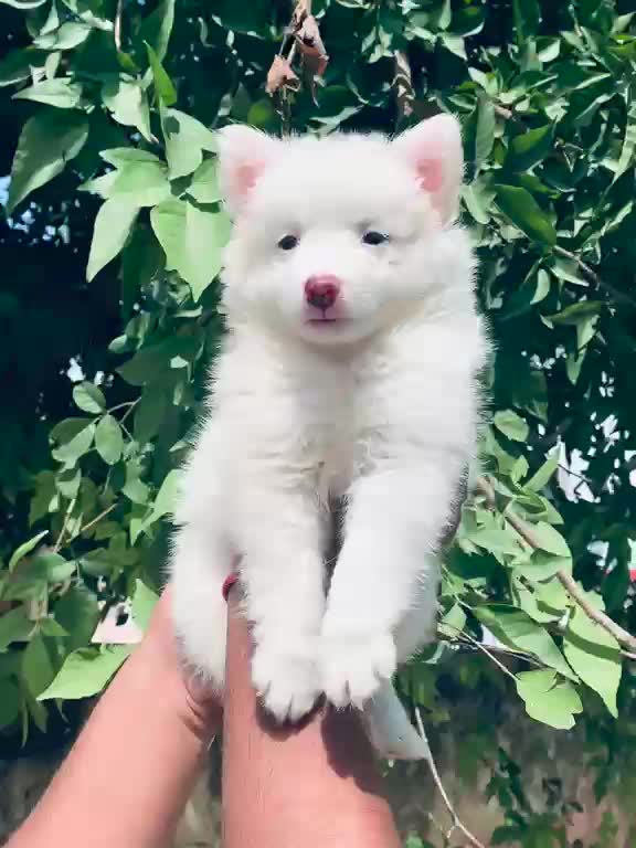 Culture Pom Puppy at a farm in Saharanpur, Uttar Pradesh