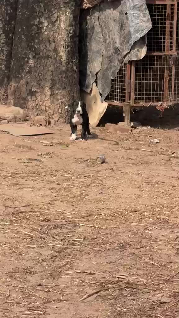 American Bully Standard Size Puppy at a farm in Patiala, Punjab