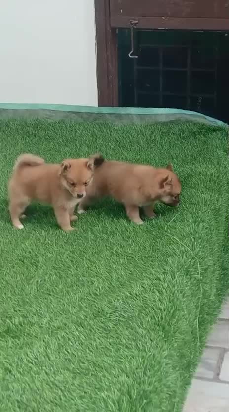 Pomeranian Puppy | Black Color at a farm in Barnala, Punjab
