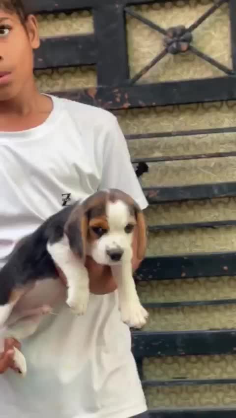 Beagle Black & Tan Puppy at a farm in Rajpura, Punjab
