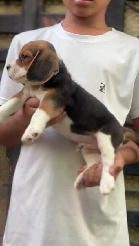 Beagle Black & Tan Puppy at a farm in Rajpura, Punjab