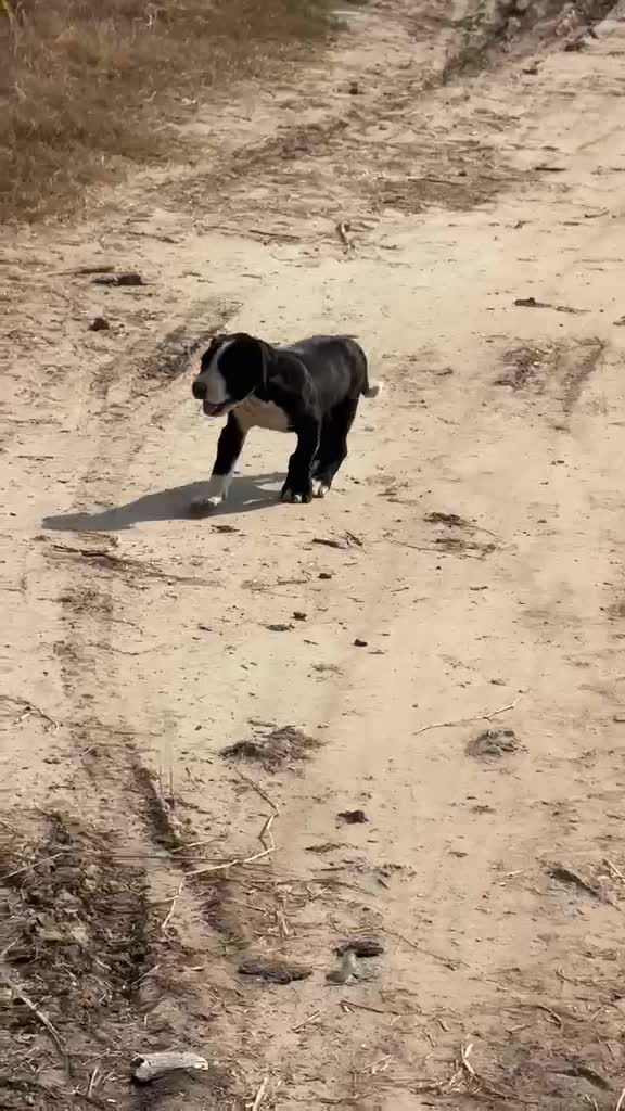 American Bully Pocket Size Puppy at a farm in Patiala, Punjab