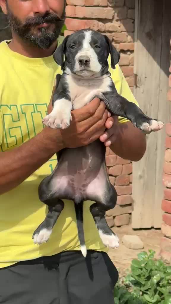 American Bully Standard Size Puppy at a farm in Patiala, Punjab