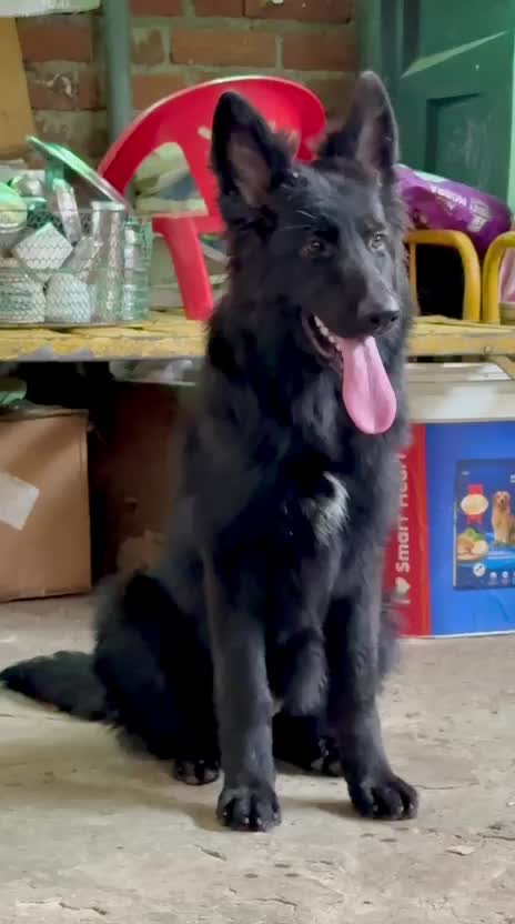 German Shepherd Puppy at a farm in India