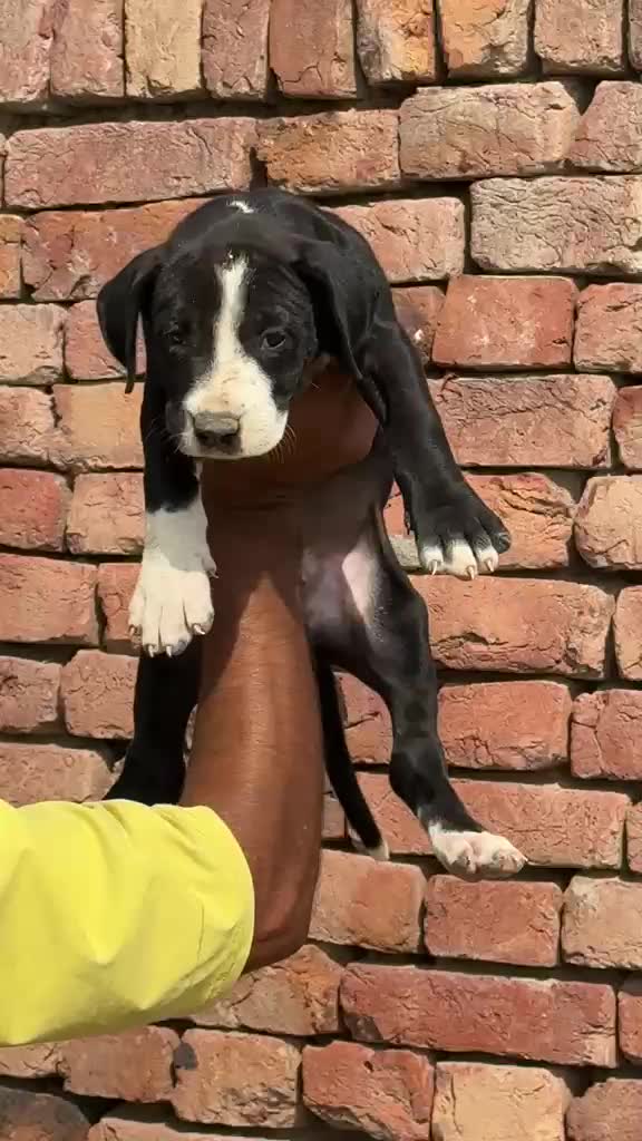 American Bully Standard Size Puppy at a farm in Patiala, Punjab